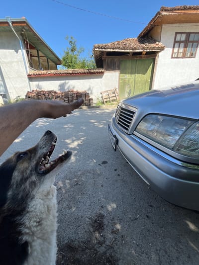 In Dragoevo, Bulgaria, a territorial dog is captured in a low-angle shot, its mouth agape in a bared-teeth snarl, facing a silver Mercedes-Benz sedan. The dog's fur is a mix of black and white, with sharp teeth visible. A human arm is outstretched in the foreground, with a hand extended towards the dog, possibly attempting to calm or redirect it, and a cigarette appears to be held between two fingers. The car's front end, including the headlight and grille, is prominently displayed. In the background, traditional Bulgarian architecture is evident with red-tiled roofs and white-plastered walls. Piles of red roof tiles are stacked near a weathered wooden garage door painted green. The scene is illuminated by bright sunlight under a clear blue sky.