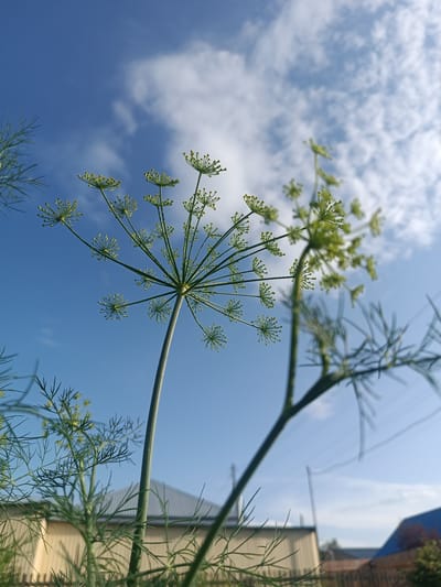 In Alexandrovskoe, Russia, against a backdrop of a bright blue sky dotted with white clouds, a close-up shot focuses on the feathery green stalks and flowering heads of dill plants. The dill flowers, small and delicate, form umbrella-like clusters at the tips of the stems. The perspective is from a low angle, looking upwards towards the sky, emphasizing the airy structure of the plants. In the background, out of focus, are the rooftops of houses, suggesting a residential area. The scene is natural and tranquil, with no human presence or discernible activity. The lighting indicates it is daytime, likely morning or afternoon due to the clear sky and soft illumination.
