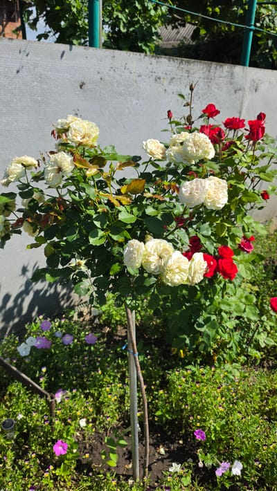 A medium shot captures a bush with creamy white and vibrant red roses in bloom, situated in front of a textured gray concrete wall. The roses are a focal point, with many full blooms and buds visible on the branches. The bush is supported by a thin wooden stake. Surrounding the rose bush at its base are a variety of smaller, colorful flowers in shades of purple, pink, and white, interspersed with green foliage and dark soil. In the background, the upper portion of the concrete wall is partially obscured by lush green leaves and branches of trees and possibly other plants. The sky is not visible in the frame. The scene is outdoors, under bright daylight, casting shadows on the wall and the ground.