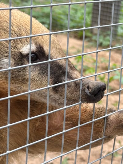 A Southern tamandua is enclosed in a wire cage. The animal is light brown with a darker patch around its eye and a prominent, black nose protruding through the wire. The background is out of focus. The location is Ķekava, Latvia.
