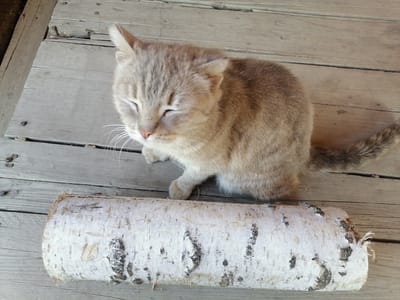 A light brown and grey tabby cat with closed eyes is sitting on a wooden deck next to a log. The cat is facing towards the left side of the frame, with its head tilted down. Its fur is short and appears soft. The log is cylindrical and white with dark bark markings. The wooden deck is made of weathered planks that are greyish-brown in color. Nails are visible in the planks. The scene appears to be outdoors on a sunny day, given the bright lighting and lack of shadows. The overall mood is peaceful and relaxed. The location is Lobkovo, Russia. There is no visible text in the image.