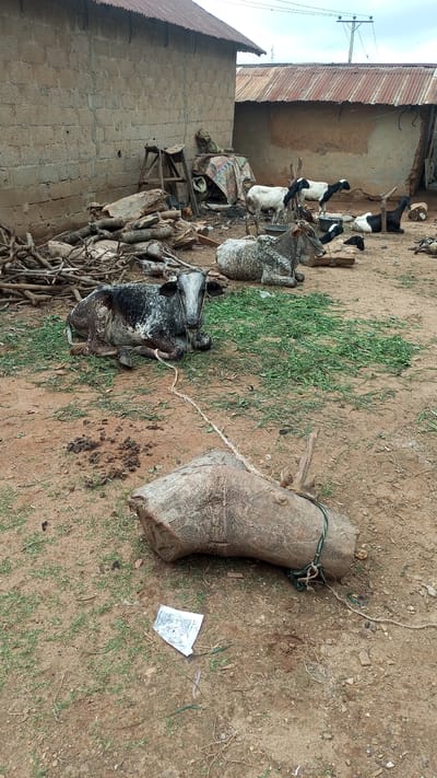In Kagarko South, Nigeria, a rural, dusty outdoor scene unfolds. Two grey and white mottled cows are resting on sparse green vegetation and dry earth. One cow, in the foreground, is lying down, tethered by a rope to a large, rough-hewn log. Another cow, similarly patterned, lies down behind it. In the middle ground, three goats are present: one white, one black and white, and another black and white one lying down. These animals are situated in an open area adjacent to two rustic buildings with corrugated metal roofs and rough brick walls. Piles of firewood and other debris are scattered around the area, suggesting a working farm or homestead. A piece of crumpled paper lies on the ground near the foreground log. The sky above is overcast with a light haze.