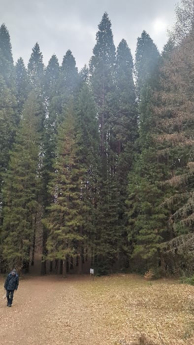 The image displays a wooded area in Bogoslov, Bulgaria, under an overcast sky. A dense stand of tall coniferous trees, predominantly evergreen, occupies the background and extends across the width of the frame. The trees vary in height, with several prominent, spire-like silhouettes reaching towards the top of the frame. In the foreground, a dirt path extends from the lower-left towards the center. One individual, seen from behind and slightly to the left, walks on this path, facing generally towards the right. The person is dressed in a dark-patterned jacket and dark trousers, and carries an object, possibly a piece of equipment or clothing, in their left hand. The ground adjacent to the path and in the central foreground is covered with a uniform layer of dry, light-brown fallen leaves. A small, square-shaped white sign on a dark post is visible in the middle ground, slightly to the right of the path, set against the backdrop of the trees.