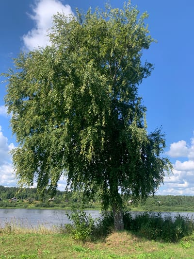 A large, leafy birch tree stands in the foreground, its branches reaching towards a bright blue sky dotted with fluffy white clouds. The tree is situated on a grassy bank overlooking a calm river. In the distance, the opposite bank is lined with a dense green forest, and several small, traditional wooden houses are visible among the trees. The scene is bathed in natural sunlight, suggesting it is daytime. The location is identified as Churilovka, Russia.