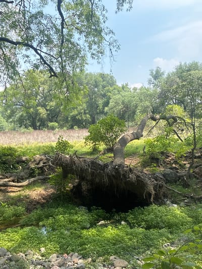 The image shows a natural scene in Santiago Tlautla, Mexico. A tree lies horizontally with its roots exposed, forming a small cave-like opening. Lush green vegetation covers the surrounding area, and a clear sky is visible above the trees. The ground appears to be rocky and covered in pebbles. A path or clearing is visible through the trees in the distance.