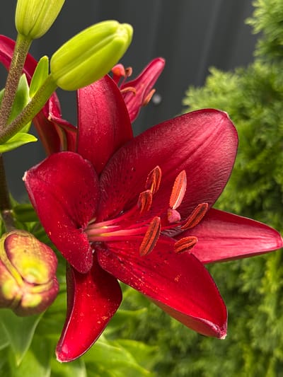 A close-up shot features a vibrant, dark red lily in full bloom. Its petals are velvety and slightly curled, revealing delicate dark speckles. The center of the flower showcases prominent stamens with reddish-brown anthers covered in pollen, and a lighter pink pistil. To the left, several unopened lily buds, still in their pale green stage, are visible, one significantly larger than the other. These buds are attached to a sturdy, speckled green stem.
In the background, out-of-focus greenery creates a soft backdrop, with a darker, almost charcoal-colored surface on the left, possibly a wall or fence. The lighting suggests it is daytime, with the sun illuminating the flower from the side, highlighting its rich color and texture. The overall scene is one of natural beauty, captured in a garden setting. No text is visible in the image. The location context provided is Izobilnyy, Russia, suggesting the photograph was taken there.