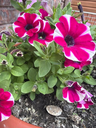 The image shows a close-up view of several vibrant petunia flowers in a garden setting, likely in Velyki Osniaky, Ukraine. The dominant subjects are the petunias, characterized by their striking pink and white striped petals and dark centers. Some flowers are fully bloomed, displaying their intricate patterns, while others are in various stages of development, with buds visible among the green foliage.

The scene is one of natural beauty, with the petunias being the focal point. The background consists of dark soil, hinting at the plants being in a pot or garden bed, and a blurred reddish-brown texture that could be a brick wall or fence. A small, light-colored stone rests on the soil to the right of the frame.

There is no discernible activity or event taking place; the image appears to be a still shot capturing the beauty of the flowers. The lighting suggests it might be daytime, possibly a sunny day given the brightness and clarity of the colors, though no harsh shadows are visible to confirm this. The overall impression is one of a well-maintained garden, full of life and color. No text is visible in the image.
