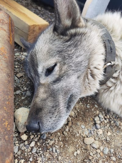 A close-up, medium shot captures the head of a grey-and-white husky lying down outdoors. The dog's face is angled to the right, with its eyes partially closed. Its fur is thick and appears well-groomed, with darker grey markings around its face and lighter fur on its neck and chest. A dark, canvas collar with a metal buckle is visible around its neck. The dog rests on a surface composed of dirt and small, multi-colored pebbles. To the left of the dog, a rusty metal pipe, likely a culvert, is partially visible. Behind the dog, two light-colored wooden beams are stacked, suggesting construction or landscaping work nearby. The background is out of focus, but appears to be an outdoor area, possibly in a rural or semi-urban setting. The image is taken from a slightly elevated perspective looking down at the dog.