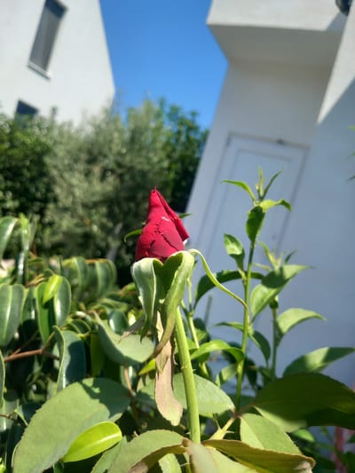 The image captures a close-up of a vibrant red rose bud, partially unfurled, set against a backdrop of greenery and modern white architecture under a clear blue sky. The rose bud, with its velvety petals, is the clear focal point, positioned in the lower-right quadrant of the frame. Its stem is lined with sharp thorns, and its sepals, covered in fine hairs, cradle the emerging bloom. Surrounding the rose are numerous lush green leaves, some catching the sunlight and reflecting a glossy sheen, while others are cast in shadow.
In the background, a minimalist white building with a sharp angle dominates the upper portion of the image. A narrow, rectangular window is visible on the left side of the building. To the right, another section of the white building is seen, featuring a white door. Between the rose and the building, the dappled sunlight illuminates a dense olive tree with its characteristic silvery-green foliage.
The scene appears to be set in a sun-drenched garden or courtyard, likely part of a residential or commercial property. The overall impression is one of tranquility and natural beauty juxtaposed with contemporary design. The clear, bright sky suggests a warm, pleasant day. Given the information about the location, this scene could be found in a garden area within the town of Άγιος Νεκτάριος, Greece, a region known for its Mediterranean climate and flora. There are no people or animals present in the image.