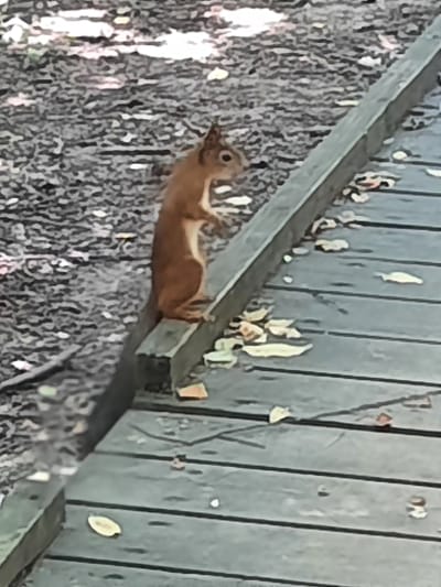 A brown squirrel is perched on a wooden boardwalk in an outdoor environment. The squirrel is facing to the left, with its body angled slightly towards the viewer. Its tail is long and bushy, extending downwards and to the left. The squirrel appears to be standing on its hind legs, with its front paws held up. The boardwalk is constructed of wooden planks, and scattered leaves are visible on its surface. The ground beside the boardwalk is covered in a mixture of dirt and leaves. The overall impression is of a natural setting within a park or wooded area, with the boardwalk serving as a pathway. The location is specified as Тлпх Зона Б, Russia.