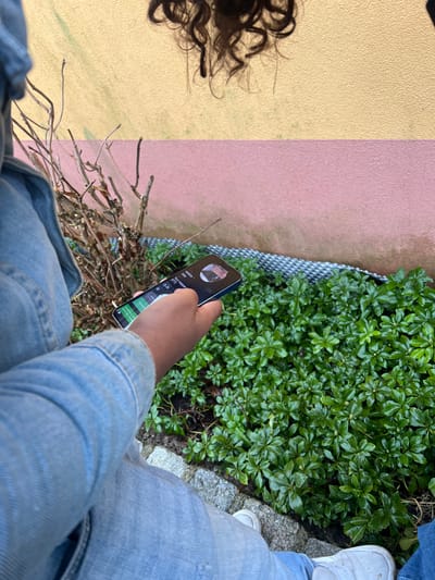 The image depicts a high-angle view of an outdoor scene in Meistratzheim, France. A person, partially visible, wears a light blue denim jacket and light blue jeans with white sneakers. The right hand of this individual holds a black smartphone, with the thumb positioned on its illuminated screen. The phone screen displays text, including "Your position," "100m," "977m," "Full Pepper," "1.7km," "5:26," and "2.8km," alongside a circular profile image at the top right. Above the phone, a mass of dark, curly hair is visible. The background consists of a two-toned wall: the upper section is light yellow/beige and textured, while the lower section is dusty pink and textured. At the base of the wall, a dark gray grid-like structure is present. Adjacent to this, a dense patch of dark green, glossy groundcover with distinct leaves occupies the mid-ground. To the left of the groundcover, a leafless, dormant shrub with thin, dark branches is visible. A narrow strip of gray cobblestone or paving separates the groundcover from the person's feet.