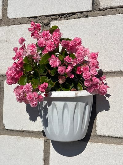 A white plastic flowerpot filled with vibrant pink begonia flowers hangs on a white brick wall. The flowers are densely packed, with multiple layers of petals and some green leaves visible. The pot has vertical ribbed detailing. Sunlight casts a distinct shadow from the pot and flowers onto the wall. The image appears to be taken outdoors, in natural light. The brick wall is constructed with large, rectangular blocks and dark grout lines. The location is identified as Novy Kiner, Russia. There are no people or animals present in the image.