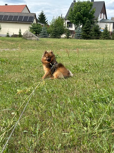 In Arzberg, Germany, a small, fluffy Pomeranian dog with reddish-brown fur sits attentively in a grassy field. The dog is wearing a harness and leash, with the leash extending diagonally across the foreground of the image. Behind the dog, a large boulder rests on the grass. In the background, two houses are visible. The house on the left is light-colored with a red tiled roof and solar panels installed on the south-facing slope. The house on the right is taller and darker, with a grey tiled roof and brown trim. Evergreen trees and deciduous trees are scattered around the houses, and a cloudy sky looms overhead.