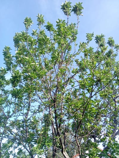 This is a low-angle, full shot of a tree against a clear blue sky. The tree is full of green leaves and has many thin branches. The image does not provide any information about the city of Altai, Kazakhstan or any people, subjects, objects, actions, or interactions. The environment is a clear sky and the branches and leaves of a tree.