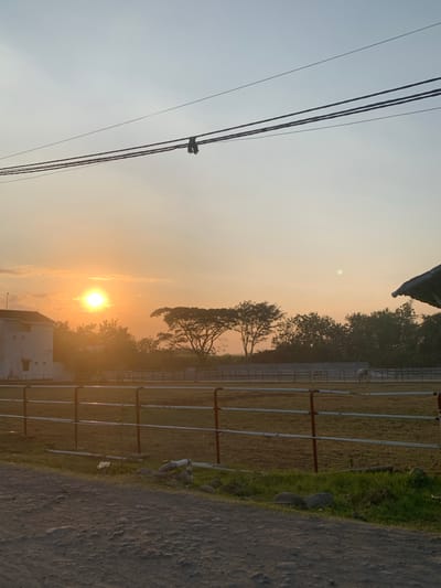 A wide shot captures a tranquil farm scene in Botok, Indonesia, during a sunset. The sun, a vibrant orb, casts a warm glow across the sky, illuminating a white building on the left and a field with a fence in the mid-ground. The field appears to be a paddock or training area for horses, with at least one horse visible in the distance. Mature trees dot the landscape, framing the field and adding to the rustic charm. Overhead, power lines stretch across the frame, a man-made element contrasting with the natural beauty of the sunset. The foreground is a dirt path, suggesting a rural or agricultural setting. The overall atmosphere is peaceful and serene, typical of a rural sunset.