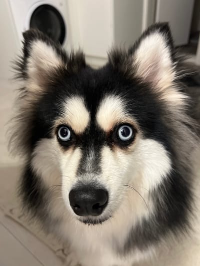 The image presents a close-up, frontal view of a dog, likely a Spitz-type breed such as a Pomsky or similar husky-pomeranian mix. The animal exhibits a thick, bi-colored coat, predominantly black on the outer fur, ears, and surrounding the eyes, contrasted with white fur on the muzzle, chest, and eye brows, alongside faint tan or cream markings. Its most striking feature is a pair of wide, piercing blue eyes that are directed forward, creating direct eye contact with the viewer. The dog's nose is black. The background is an indistinct, light-toned indoor environment, with a blurred white appliance, possibly a washing machine or dryer, partially visible in the upper left quadrant. The floor beneath the dog appears to be a light color. The visual evidence in the image does not provide specific details to confirm its location within 강서구, South Korea.