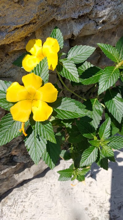 The image depicts two bright yellow flowers with five petals each, surrounded by green leaves with serrated edges. The flowers are growing out of a rough, textured rock surface. The background includes a white, plastered wall. The image suggests a natural setting integrated with an urban environment, possibly in Amador Salazar, Mexico, based on the provided context.