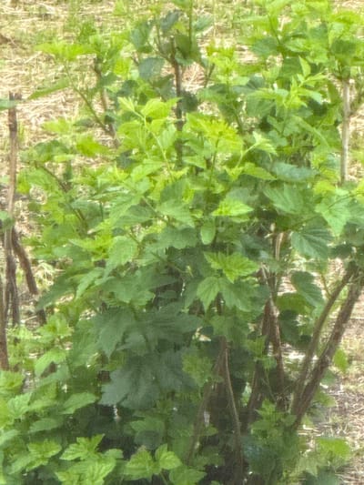 This image depicts a close-up view of a green leafy plant, likely a bush, with several dark brown stems and branches. The plant is situated outdoors, with dry, light-colored ground cover visible in the background, suggesting an area with vegetation or perhaps a garden setting. The lighting appears natural, possibly from daylight. There are no people, animals, or man-made objects prominently featured in the scene. The overall impression is of a natural, outdoor environment focused on the plant's foliage and structure. There is no information within the image that allows for the determination of its specific location in the city of Морозовка, Russia.