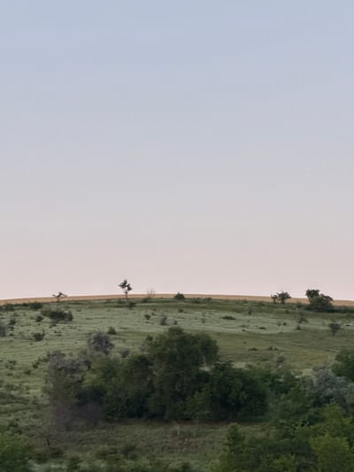 The image depicts a gentle, rolling landscape under a pale sky with a subtle pink hue near the horizon, suggesting either sunrise or sunset. The foreground is dominated by dense, dark green foliage, likely trees and shrubs, creating a textured, layered appearance. As the eye moves towards the middle ground, the vegetation becomes sparser, revealing rolling hills covered in light green grass and scattered patches of darker green bushes. A distinct band of yellowish-brown, possibly cultivated land or dry grass, runs along the crest of the hills, demarcating the horizon. A few lone trees, with dark, bare branches silhouetted against the sky, are sparsely scattered on the hills. The overall impression is one of a rural, natural environment, possibly on the outskirts of Colonita, Moldova. No people or specific structures are visible, focusing solely on the natural terrain and sparse vegetation.
