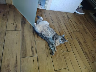 An adult tabby cat with grey and brown stripes is lying on its back on a wood-look laminate floor. The cat's eyes are closed, and its paws are extended upwards. The cat appears to be sleeping or resting. A portion of a translucent light blue plastic sheet is in the upper left corner of the image, casting a shadow on the floor. In the background, a doorway leads to an area with a tiled floor, and a fluffy slipper is visible near the doorway. The scene appears to be indoors, likely in a residential setting. The location in the city of Вазерки, Russia, is not discernible from the image itself.