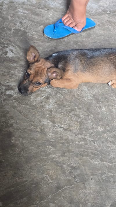 An overhead shot captures a peaceful interaction between a human and a puppy on a textured grey floor in Seririt, Indonesia. A small puppy, predominantly brown with dark black markings around its face and ears, lies on its back or side on the left side of the frame. Its head is tilted slightly, and its wide, dark eyes convey a curious and alert expression, looking towards the viewer. Its front paws are curled gently near its body.
Adjacent to the puppy's upper body, a human foot, exhibiting a medium-dark skin tone with dark-painted toenails, rests on the floor. The foot is wearing a vibrant, plain blue flip-flop. The flip-flop is simple in design, with a single strap between the toes.
The floor beneath them is a mottled grey, resembling concrete or a durable stone-patterned tile, with visible variations in tone and texture. The lighting is soft and even, suggesting an indoor setting or a shaded outdoor area. No specific time of day or weather conditions can be discerned. There is no visible text in the image. The scene evokes a quiet, domestic moment of companionship.