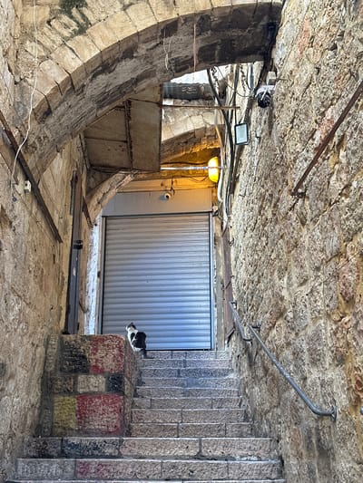 The image depicts an indoor scene with a rough, uneven stone ceiling and walls, suggesting an old or unfinished structure. The floor is concrete and scattered with debris and construction materials, including metal bars and wooden planks. In the background, a large, corrugated metal door is visible. To the left, a curved stone structure rises, and to the right, a set of stone stairs is present.
A black and white cat is perched on a small, colorful block structure near the stairs, looking towards the left. Several lights are mounted on the ceiling, including a bright, rectangular floodlight and a round black security camera. A yellow lamp hangs to the left of the metal door. Electrical wires and conduits run along the ceiling and walls, adding to the utilitarian and somewhat disorganized appearance of the space.
The lighting suggests it is daytime, though the indoor setting obscures natural light cues. The overall impression is of a construction site or a storage area within a historical or rustic building. The presence of the cat adds a touch of life to the otherwise industrial or derelict environment. There is no visible text in the image.
