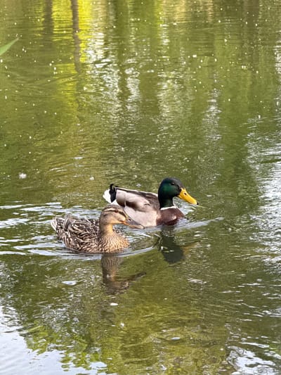The image shows a pair of mallard ducks swimming in water, possibly in Riedlingen, Germany. The male duck has a distinctive green head and yellow beak, while the female duck is brown with mottled feathers. Both ducks are in the middle of the frame and appear to be preening themselves, evidenced by their necks arched upwards. The water is green-tinged and reflects the surrounding vegetation. There are ripples and disturbances in the water around the ducks, indicating movement. The light is bright and diffused, suggesting an overcast day.