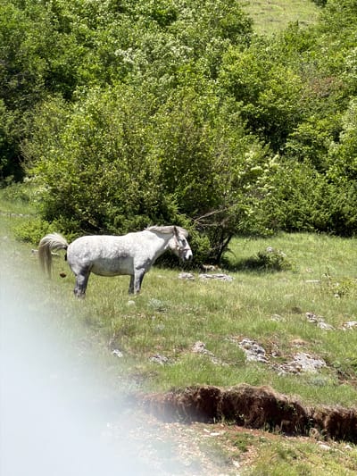 The image, captured in bright daylight, showcases a tranquil natural landscape, likely in the Šavnik region of Montenegro. The central subject is a dappled grey horse, standing peacefully on a grassy area. The horse wears a light-colored halter and appears attentive, with its head slightly raised, looking towards the right side of the frame. Its coat is a blend of light grey with darker spots, and it possesses a long, flowing light-colored tail.
To the left of the horse, a dense and lush expanse of vibrant green trees and bushes dominates, suggesting a thick forest or heavily vegetated hillside. On the right side of the image, beyond the horse, the terrain transitions into a grassy slope dotted with scattered rocks. Further to the right, a distinctive deep, narrow, and earthy trench or ditch runs through the landscape, indicating a natural geological feature or erosion.
The scene is bathed in bright sunlight, highlighting the rich greens of the foliage and grass and casting soft shadows. A noticeable bright white blur or lens flare occupies a significant portion of the bottom right corner of the image, partially obscuring the ground in that area. No human subjects or visible text are present in the frame.