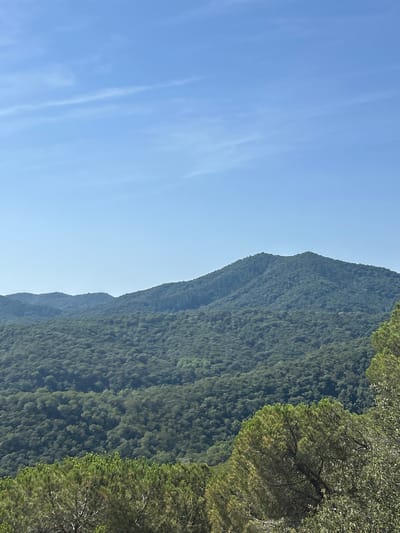 The image depicts a steep, densely forested mountainside under a clear blue sky with a few wispy clouds. The foliage is a vibrant green, suggesting a healthy and lush environment. The texture of the leaves and branches is visible, creating a rich, organic pattern across the slopes. The sunlight appears to be coming from the right, casting soft shadows and highlighting the contours of the mountain. The lower portion of the image is dominated by the expansive sky, which transitions from a lighter shade near the horizon to a deeper blue overhead. The image is oriented vertically, giving a sense of looking up at the imposing natural landscape. The scene evokes a feeling of tranquility and the grandeur of nature, typical of a mountainous region. The time of day appears to be morning or afternoon, given the bright, clear sky. The location cues, such as the specific type of vegetation and the mountainous terrain, are consistent with the provided location context of Tordera, Spain, a region known for its natural beauty. There are no people, objects, or text visible in the image.