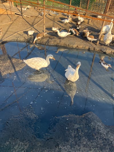 The image depicts an outdoor scene at a farm, possibly in the city of Yanovo-Grushevsky, Russia, with a group of ducks gathered around a muddy pool of water. Several white ducks are visible in the water and on the muddy bank. Some ducks are partially submerged in the dark, murky water, while others are standing on the dry, dusty ground. In the background, a fenced enclosure can be seen, with more ducks and some wooden structures. The lighting suggests it is daytime, with shadows cast across the ground. The overall environment appears rustic and agricultural.