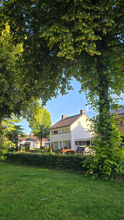 The image captures a residential scene in Zeddam, Netherlands, bathed in the warm light of what appears to be late afternoon or early morning. A lush green lawn occupies the foreground, transitioning into a neatly trimmed hedge that separates it from the properties beyond.

Behind the hedge, a modern, white, two-story house stands prominently, featuring a dark tiled roof and rectangular windows. To its left, other residential structures are visible, characterized by similar roof tiles and architectural styles. A car is parked in the driveway of the white house.

The scene is framed by the dense foliage of large trees, their leaves a vibrant green, some tinged with yellow, suggesting the presence of blossoms or early autumn colors. The sky above is a clear, bright blue, indicating fair weather. The overall impression is one of a tranquil suburban environment.