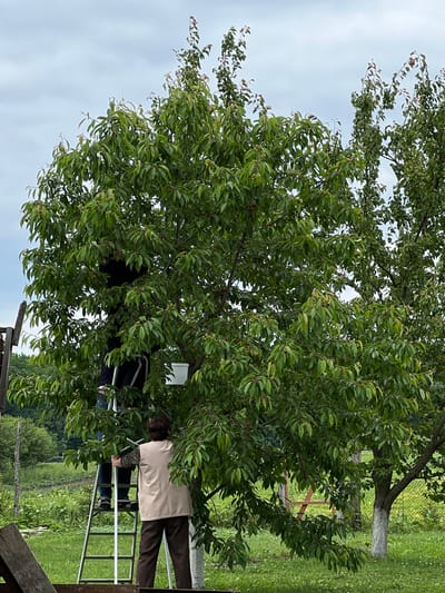In Mshanets, Ukraine, a daytime scene depicts two individuals engaged in fruit harvesting from a large, leafy deciduous fruit tree. The tree, abundant with small reddish fruits among its green foliage, occupies the central and upper portions of the frame. One individual, dressed in dark clothing, is positioned on a silver aluminum stepladder, reaching into the upper branches of the tree; their form is partially obscured by the dense leaves. A white bucket or container is visible near this person. At the base of the ladder, an adult female, seen from behind, wears a beige vest over a dark patterned shirt and dark trousers. Her hands are placed on the ladder, facing the tree. The ground consists of green grass with small white flowers. In the background, a wire mesh fence is visible behind a smaller tree with a white-painted trunk base on the right. Distant green trees and vegetation suggest a rural landscape under an overcast sky. A weathered wooden post is partially visible on the far left.