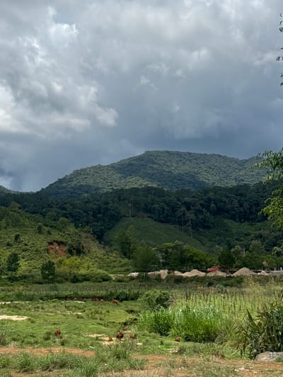 This image depicts a rural landscape in Klong Klanh, Vietnam, under a cloudy sky. The foreground features a grassy field with several brown cows grazing and resting. A fence line is visible, separating the field from a gently sloping hillside covered in lush green vegetation and some exposed reddish-brown soil. In the midground, more dense green foliage and trees dominate, with some evidence of construction activity including piles of sand and a red excavator. The background is characterized by rolling, densely forested mountains, with the highest peak shrouded in dark, dramatic clouds. The overall impression is one of a tranquil, natural setting with a hint of human activity.