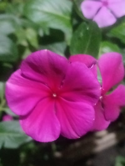 A close-up shot depicts vibrant pink flowers in the city of Kruengmanyang, Indonesia. The flowers are characterized by their five petals and deep pink hue. The background is blurred, showing indistinct green foliage. The lighting is soft.