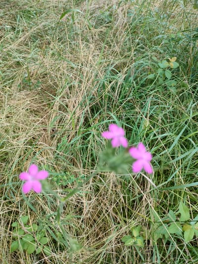 The image depicts a close-up, eye-level view of three small, pink flowers in a grassy area. The flowers are out of focus, with the center one being the most prominent and the other two slightly to the left and right. They appear to have five petals each. The surrounding vegetation consists of dry, straw-colored grass mixed with some green blades of grass and small green leaves. The scene suggests an outdoor setting, possibly a field or meadow. The lighting indicates it might be a cloudy day, or the photograph was taken in the late afternoon or early morning, as there are no harsh shadows. There are no people or objects present, and no text is visible. The setting could be a rural area in Madzhalis, Russia, given the context. The overall mood is natural and serene, focusing on the delicate beauty of the wildflowers amidst the dry grass.
