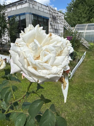 In Земледелец-90 Спк, Russia, a close-up shot focuses on a large, white rose in the foreground. The rose appears to be wilting, with some petals dried and browning, while others retain their fresh white color. The background reveals a sunlit outdoor environment. To the left, a partially constructed white brick building is visible, featuring blue trim around windows and what appears to be roofing material. A wooden ladder leans against the side of the building, and beyond that, a greenhouse with a transparent, arched roof is present. Green grass covers the ground, with a white picket fence visible behind the rose. Trees and foliage are scattered throughout the scene, suggesting a rural or semi-rural setting. The sky is bright blue with scattered white clouds.