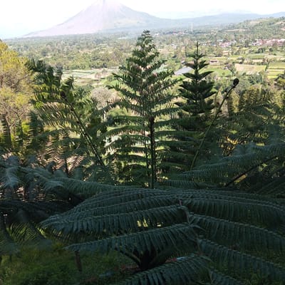The image captures a panoramic view from a hillside in Gundaling 2, Indonesia, overlooking a valley dotted with houses and agricultural fields. In the foreground, lush green ferns dominate the frame, with their intricate fronds creating a sense of depth and texture. Behind the ferns, several evergreen trees, possibly pine trees, stand tall, their conical shapes reaching towards the sky. In the middle ground, a small village with red-tiled roofs is nestled amongst the trees and fields. The landscape is characterized by rolling hills, and in the far distance, a majestic, hazy mountain looms, its peak shrouded in a light mist. The overall atmosphere is serene and natural, with the vibrant greenery contrasting with the distant, softer hues of the mountain and sky. The scene appears to be captured on a bright, possibly sunny day, given the play of light and shadow on the foliage. There are no people visible in the image.