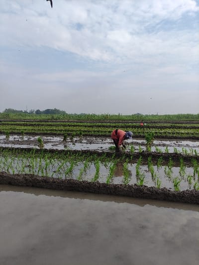 This image depicts a rice paddy field in Wonoayu, Indonesia, showcasing the manual process of rice planting. In the foreground, a person is seen bent over, actively planting young rice seedlings into the flooded field. They are wearing a reddish-orange long-sleeved top and a dark head covering, indicating dedicated labor.
The field is characterized by shallow standing water reflecting the sky, with rows of small, vibrant green rice sprouts recently planted in the dark mud. The expanse of the paddy field extends into the background, where more newly planted rows are visible, and another distant figure or object in red can be faintly discerned, suggesting ongoing work across the area.
The sky above is bright with scattered white clouds, indicating daytime, possibly morning or afternoon. The overall setting is a wide, open agricultural landscape, typical of rice-growing regions. The image captures a moment of traditional farming, highlighting the meticulous and physically demanding nature of cultivating rice. There is no visible text in the image.