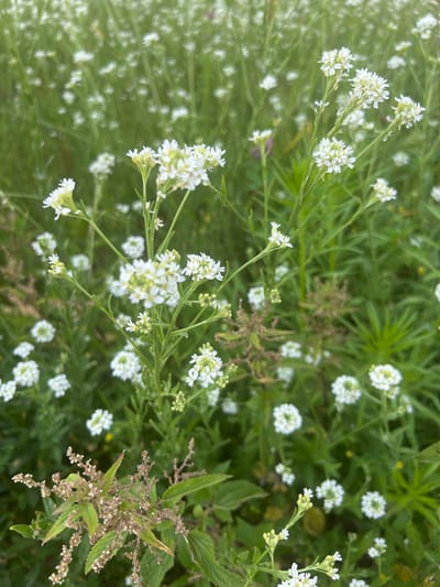 The image shows a close-up view of a field of small white flowers with green foliage. The flowers are clustered on thin stems, and some appear to be in bloom while others are still buds. The background is blurred, suggesting a shallow depth of field, and consists of more of the same white flowers and green vegetation, creating a soft, naturalistic scene. The lighting is natural and diffused, with no harsh shadows. The overall impression is one of a wild or cultivated meadow. The location is identified as a field in the city of Mahilyow, Belarus.