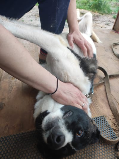 A person is petting a dog lying on its back on a wooden deck, likely outdoors. The dog is a medium-sized breed with black and white fur. The person's hands are visible stroking the dog's chest and side. The environment appears to be a rural or semi-rural setting, possibly a dacha (summer house) or a yard. The ground is made of wooden planks, and there is some dirt and debris scattered around. In the background, greenery and a wooden structure are visible, suggesting a natural or outdoor location. The image is taken from a slightly high angle, looking down at the dog and the person. There is a blue collar and a leash visible on the dog. The person is wearing dark blue pants. A small, black beaded bracelet is on the person's left wrist. The dog has a silver ring on its left paw. The scene takes place in a dimly lit, outdoor environment, which is consistent with a location in Alabino, Russia, where many dacha settlements are present.