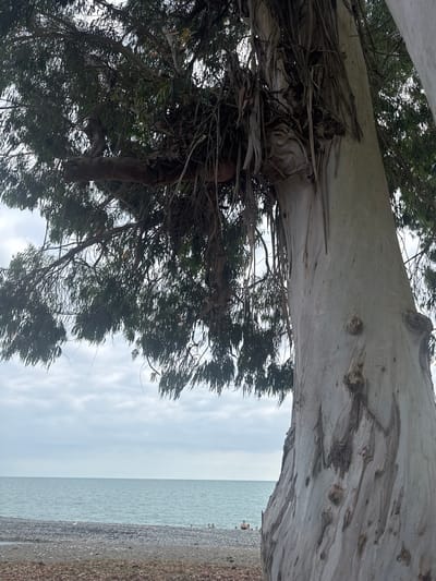 An outdoor, eye-level, medium shot captures a large, light-barked eucalyptus tree on a rocky beach in Kyndygh chyts, Abkhazia. The tree trunk, prominently featured on the right side of the frame, displays a textured surface with deep grooves and bulbous growths. Its branches, laden with dark green, elongated leaves, extend upwards and outwards, partially obscuring the cloudy sky. In the background, the calm, turquoise sea meets the horizon under a gray, overcast sky. The beach is covered in small, dark pebbles, with a scattering of fallen leaves in the foreground. A few people are visible in the distance, some appearing to be sitting or standing on the beach near the water's edge.