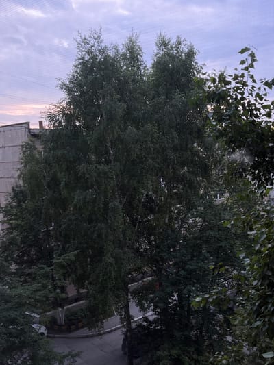 The image depicts a view of a residential area in Linyovo, Russia, likely taken from a higher vantage point such as an apartment building window. The foreground is dominated by the dense foliage of several trees, primarily a large birch tree with distinctive white bark, and another tree with darker, broader leaves. The trees obscure much of the view of the buildings and ground below, but glimpses of a concrete apartment building, a paved courtyard, and parked vehicles can be seen through the leaves. The sky above is partly cloudy with soft, diffused light, suggesting either early morning or late evening. Power lines are visible against the sky. The overall impression is of a somewhat overcast, tranquil urban environment interspersed with significant greenery.