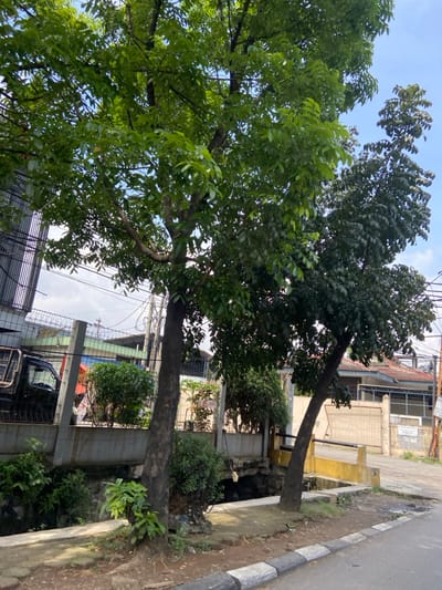 The image shows a street in Kecamatan Cimahi Selatan, Indonesia, located at coordinates -6.909 latitude and 107.568 longitude. Two large trees stand beside a concrete drainage ditch, with a sidewalk bordering the street to the right. The trees have dense green leaves, with the one on the left being thicker and taller than the one on the right. The roots of the trees extend into the sidewalk. A chain link fence surrounds the drainage ditch, and a metal gate is visible in the background. A small building with a red roof can be seen behind the fence. The street is paved and appears to be narrow. There is a small, yellow curb along the edge of the sidewalk. The scene is devoid of people and the environment is quiet and serene.