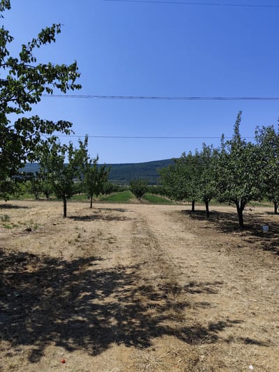 In the city of Pomáz, Hungary, this photograph captures an orchard under a clear blue sky. The foreground is dominated by dry, yellowish grass and a dirt path, partially shaded by the leaves of unseen trees. Several fruit trees, with dense green foliage, are planted in rows stretching towards a low, tree-covered hill in the background. The trees appear to be mature and are spaced apart, suggesting an organized cultivation. Power lines are visible spanning across the sky, dividing the upper portion of the image. A single red fruit, possibly an apple or plum, lies on the ground in the lower left quadrant of the image. The overall scene depicts a rural agricultural setting during daylight hours.