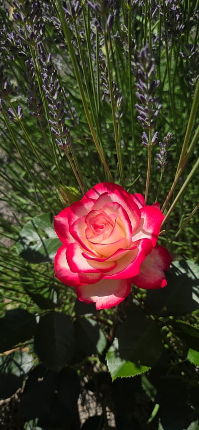 This is a top-down, close-up, horizontal shot of a beautiful bi-colored rose in full bloom. The rose is predominantly a creamy yellow in the center, gradually transitioning to a vibrant pink or red at the petal edges. The petals are delicately layered, showcasing intricate spiral patterns.
The rose is situated amidst a backdrop of lush greenery, with stalks of lavender visible to the left of the rose, their purple florets adding a contrasting color. The lighting suggests it is daytime, with strong sunlight casting shadows on some of the rose petals and the foliage behind it. The overall mood is serene and natural, evoking a sense of a peaceful garden scene. There is no visible text in the image. The scene is set in a garden, likely outdoors in Manderbach, Germany, given the context.