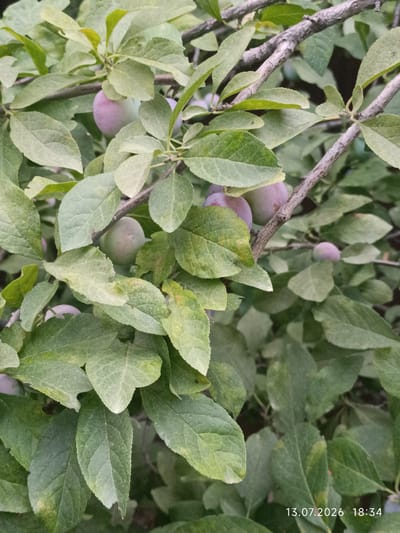 The image shows a close-up of a plum tree with unripe plums and green leaves. The plums are a pale purple and green color, and some are partially obscured by the leaves. The branches of the tree are visible, with rough, grey bark. The background is out of focus and appears to be more foliage. A timestamp in the lower right corner reads "13.07.2026 18:34". The image appears to have been taken outdoors in a natural setting, likely a garden or orchard. There is no information in the image to indicate a specific location within the city of Қырғауылды, Kazakhstan.