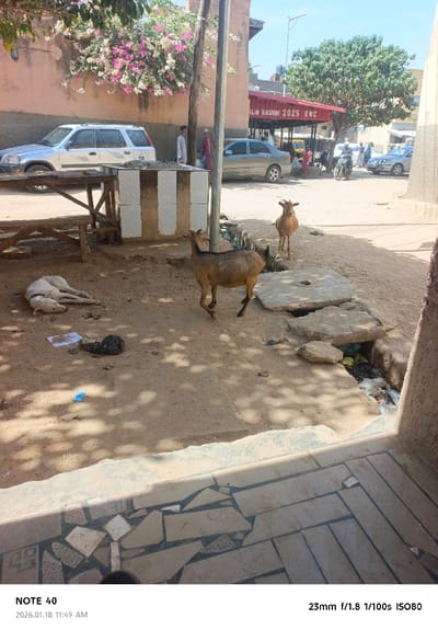 This image captures a street scene in Tudun Wazurchi, Nigeria, under direct overhead sunlight. The foreground features a partial view of a tiled step or floor, transitioning to an unpaved dirt ground exhibiting varied shades and distinct tree shadows.

In the mid-ground, a white dog lies asleep on the dirt to the left. To its right, scattered litter, including a black plastic bag and a piece of paper, is visible. Two brown goats are present; one is in motion towards the right, while another stands further back. An exposed drainage ditch filled with plastic bottles and other refuse runs across the mid-ground, covered intermittently by loose concrete slabs. To the left, a rustic wooden table structure is visible, alongside a vertical block structure with white and grey tiling.

The background reveals a multi-story building with a light-colored facade, from which a large bush with vibrant pink and white flowers protrudes. Parked vehicles include a silver SUV (resembling a Honda CR-V) and a grey sedan. Several individuals are standing or walking in the vicinity of the vehicles and further down the street; some wear long, light-colored traditional garments. A prominent red-roofed structure with text "ALIM HASRAM 2025 KMC" is visible on the right, suggesting a commercial establishment. Further in the distance, more vehicles, additional buildings, and a large green tree are present under a clear blue sky. Utility poles and lines traverse the upper mid-ground. The overall environment suggests an active urban or semi-urban street.