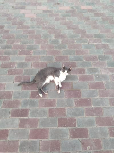 An adult domestic cat with grey and white fur is lying on a paved surface composed of rectangular bricks in varying shades of red and grey. The cat is positioned in the lower center of the frame, facing towards the left side of the image with its head slightly turned towards the viewer. Its eyes are open, and its mouth is slightly ajar, suggesting it might be panting or meowing. The cat's body is elongated, with its tail extended to the left and its legs splayed out. The paving stones are arranged in a regular pattern, with noticeable gaps between them. The lighting suggests it is daytime, and the environment appears to be an outdoor public space, likely a sidewalk or pathway in the village of Qosshagyl, within the Qosshagyl Rural District of Kazakhstan.
