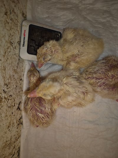 The image depicts three small, possibly newly hatched chicks on a white, textured surface. A ThermoPro thermometer is positioned adjacent to one of the chicks. The surrounding environment appears to be a container or enclosure, with a textured wall visible in the background. The location is specified as Kosharitsa, Bulgaria.