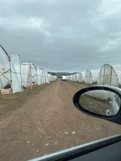 The scene, located in Invergowrie, United Kingdom, depicts a long, unpaved dirt track extending into the distance under an overcast grey sky. The track is bordered on both sides by parallel rows of numerous white, translucent poly-tunnels or greenhouses, some displaying signs of wear or damage. One poly-tunnel in the middle distance on the right bears the number "2". Several wooden crates are visible on the ground near the base of the poly-tunnels on the left. In the far distance, a light-colored van or small truck is positioned at the track's apparent end. The photograph is taken from inside a vehicle, evidenced by the lower car window frame and the passenger side-view mirror in the foreground on the right. The mirror reflects a portion of the vehicle's silver body and the adjacent ground with additional poly-tunnels. Distinct tire treads are discernible on the reddish-brown dirt surface. No individuals are visible.
